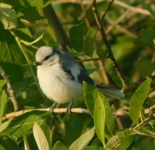 Subspecies Cyanistes cyanus hyperrhiphaeus · iNaturalist