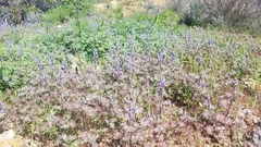 Lupinus concinnus