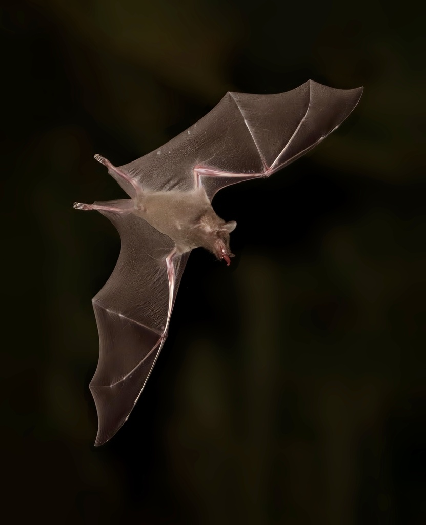 Mexican Long-nosed Bats