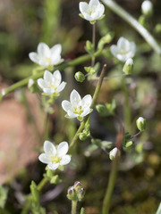 Sabulina californica