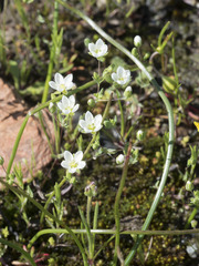 Sabulina californica