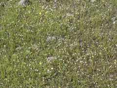 Sabulina californica