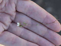 Sabulina californica