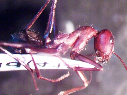 Cataglyphis bucharicaCataglyphis bucharica