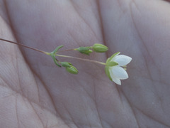 Sabulina californica