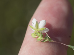 Sabulina californica