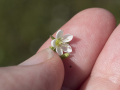 Sabulina californica
