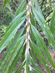 Salix schwerinii