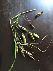 Carex lessoniana