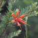 Lambertia ericifolia - Photo (c) warren cameron, algunos derechos reservados (CC BY-NC), subido por warren cameron