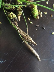 Carex lessoniana