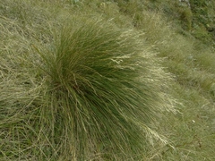 Chionochloa acicularis