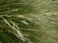 Chionochloa acicularis