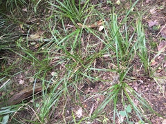 Carex lessoniana