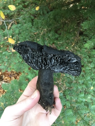 Blackening Brittlegill
