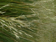 Chionochloa acicularis