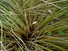 Chionochloa acicularis