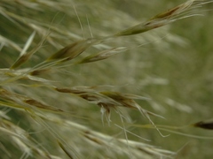 Chionochloa acicularis