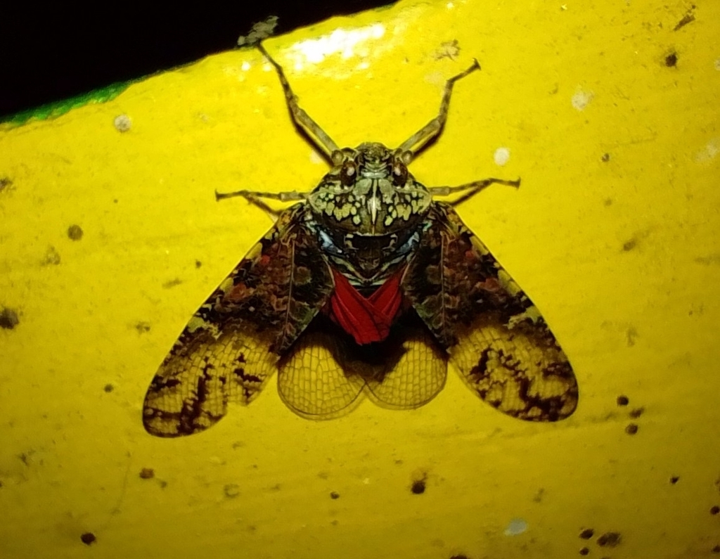 Chilobia melinae