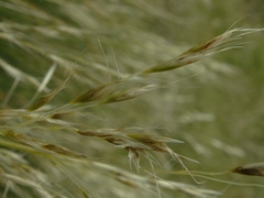 Chionochloa acicularis