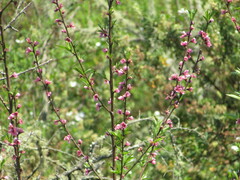 Pfirsich (Prunus persica): Herkunft und Verwendung — Foto 2