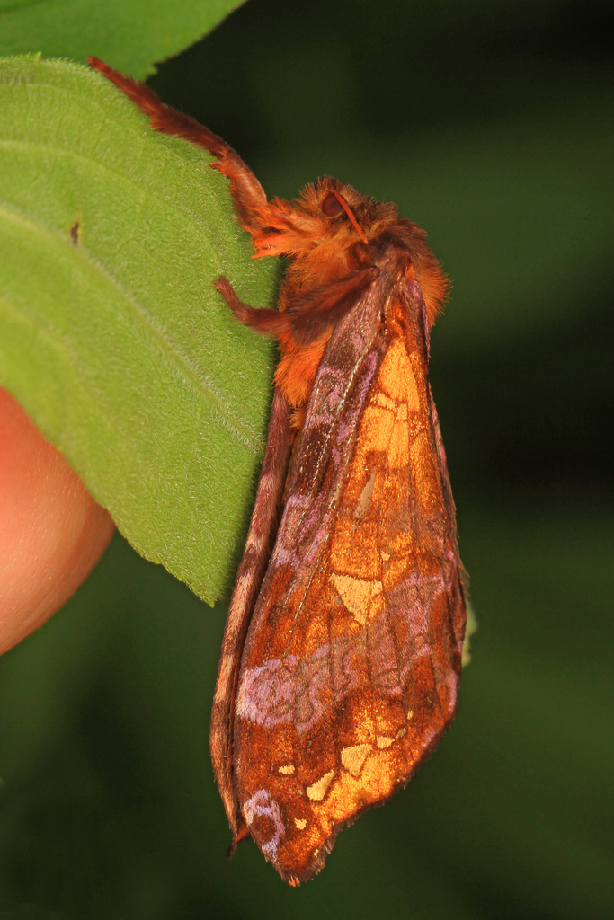 Gold-spotted Ghost Moth