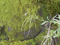 Boechera breweri shastaensis