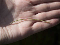 Boechera breweri shastaensis