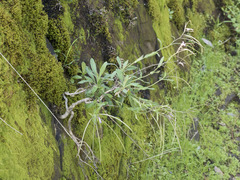 Boechera breweri shastaensis