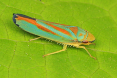 Graphocephala