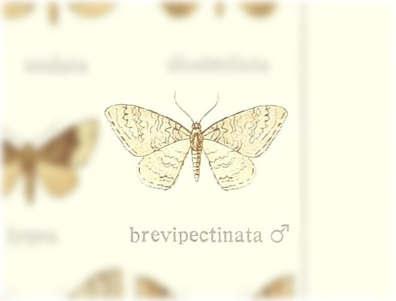 Venusia brevipectinata