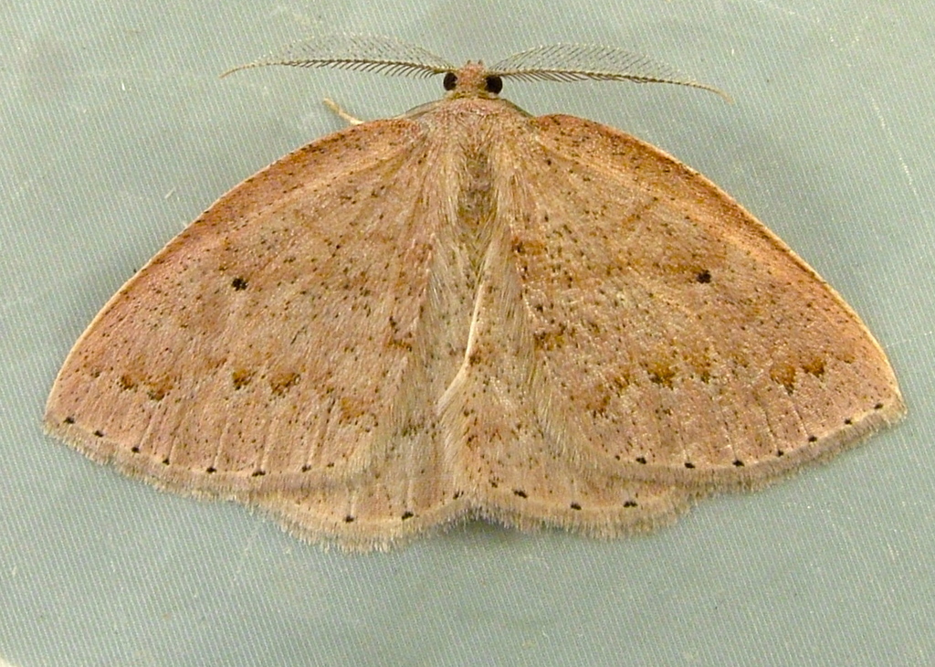 Drepanulatrix