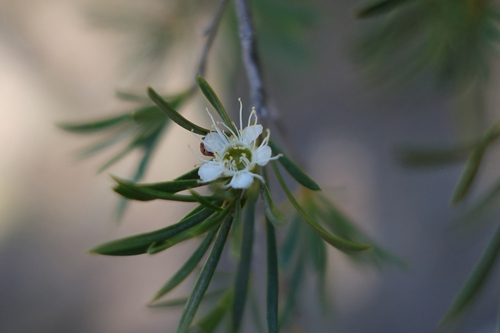 Slender Burgan (Kunzea phylicoides)