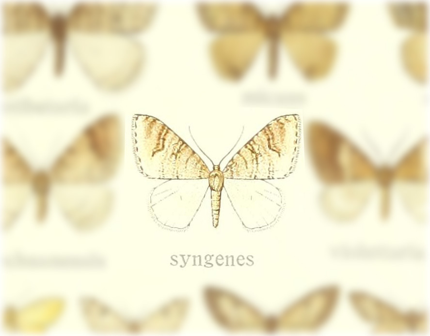 Venusia syngenes
