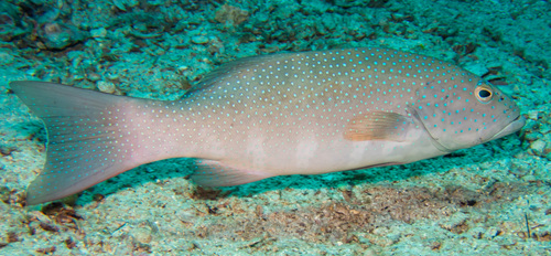 Leopard Coralgrouper (Plectropomus leopardus)