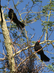 Bubalornis niger niger
