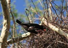 Bubalornis niger niger