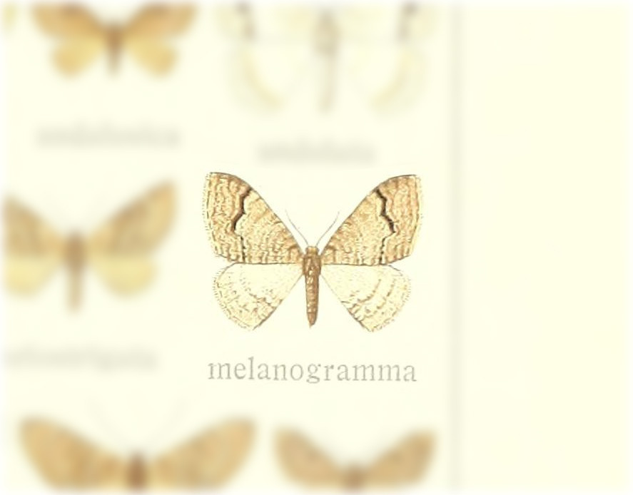 Venusia lilacina