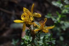 Hypericum perforatum veronense