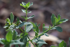 Hypericum perforatum veronense