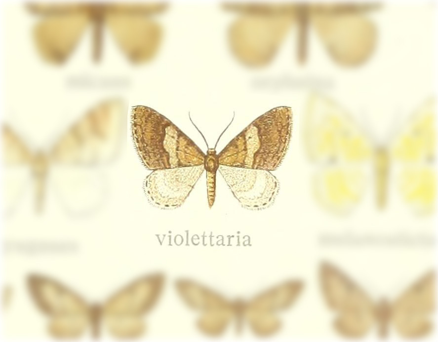 Venusia violettaria
