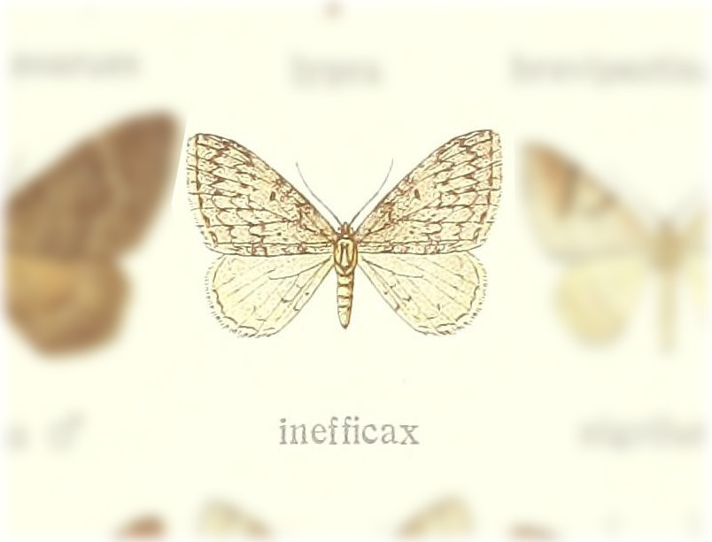 Venusia inefficax