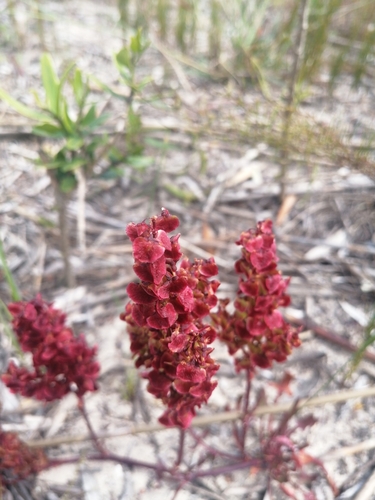 Image of Rumex cordatus by (c) Shane Lucas, some rights reserved (CC BY)