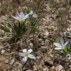 Eriastrum diffusum