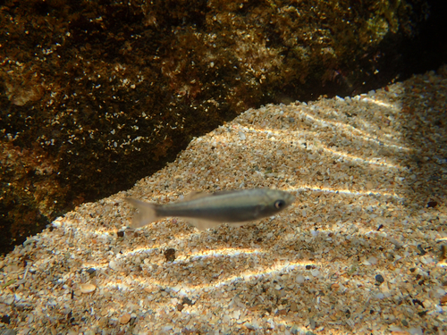 Hawaiian flagtail (Kuhlia sandvicensis) — Kuhliidae — 3