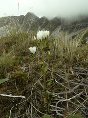 Gentianella montana montana