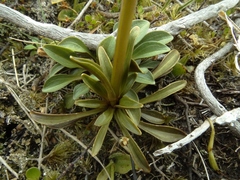 Gentianella montana montana
