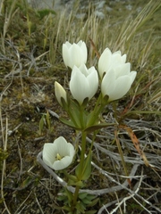 Gentianella montana montana
