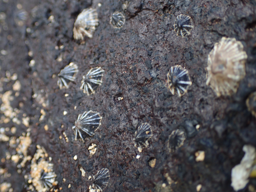 Siphonaria normalis observed 2019-03-12