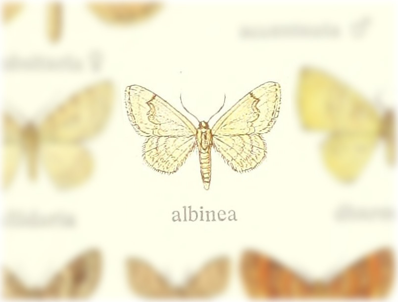 Venusia albinea